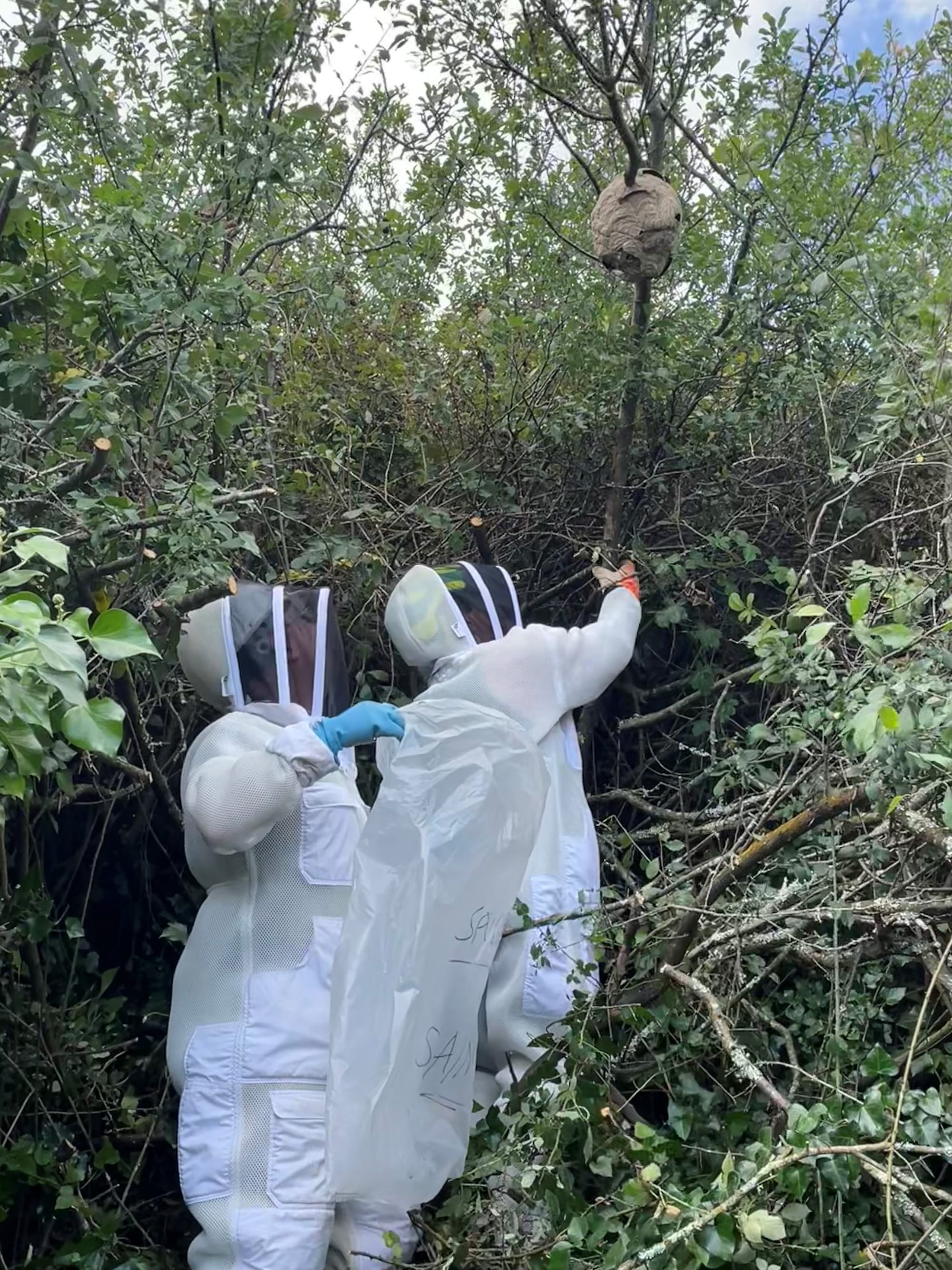 Tinsel tracker technique leads to Asian hornet nest identification near Saints Bay
