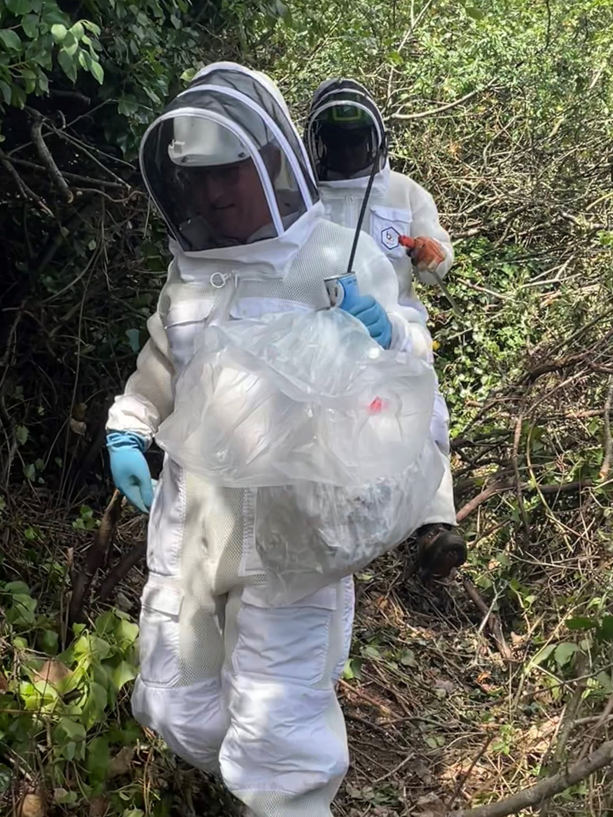 Tinsel tracker technique leads to Asian hornet nest identification near Saints Bay