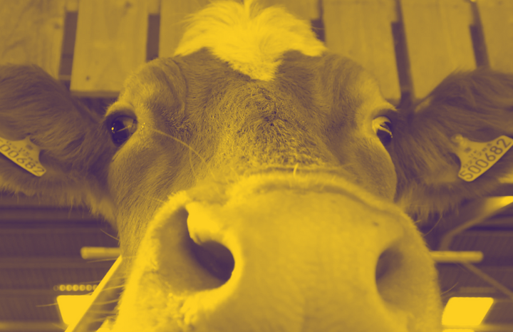 Sark Community Dairy Seeks New Tenants as Founders Return to Suffolk