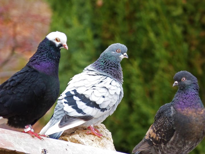 Guernsey Ports implements new safety procedures for pigeon racing