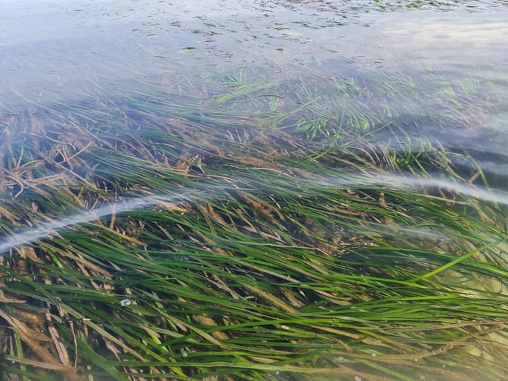 New testing initiative to help seagrass management
