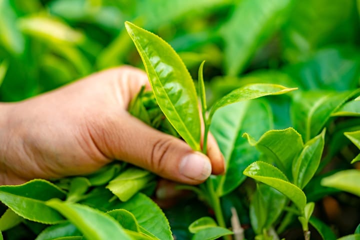 Fairtrade Guernsey encourages Islanders to ‘Brew It Fair’ this Fairtrade Fortnight