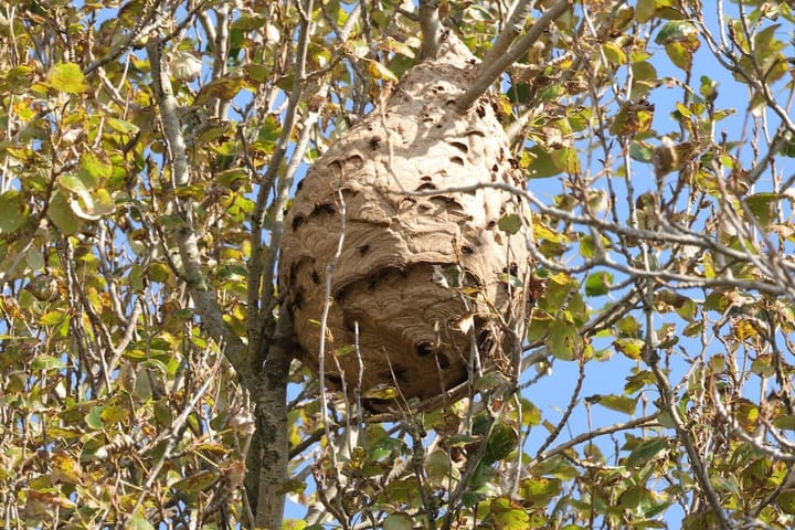 Watch out for early Asian hornet queens